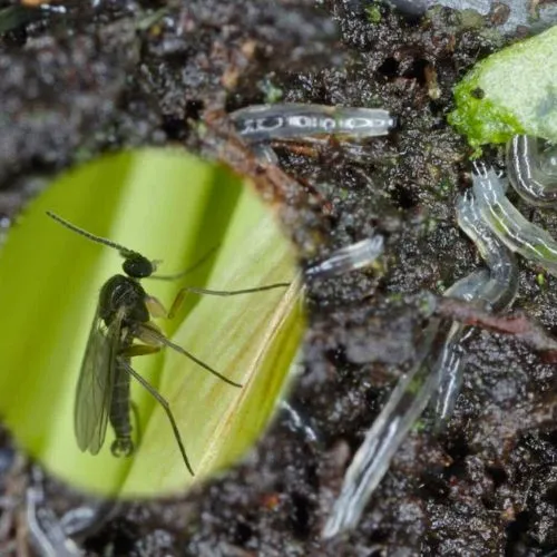 Fungus gnats