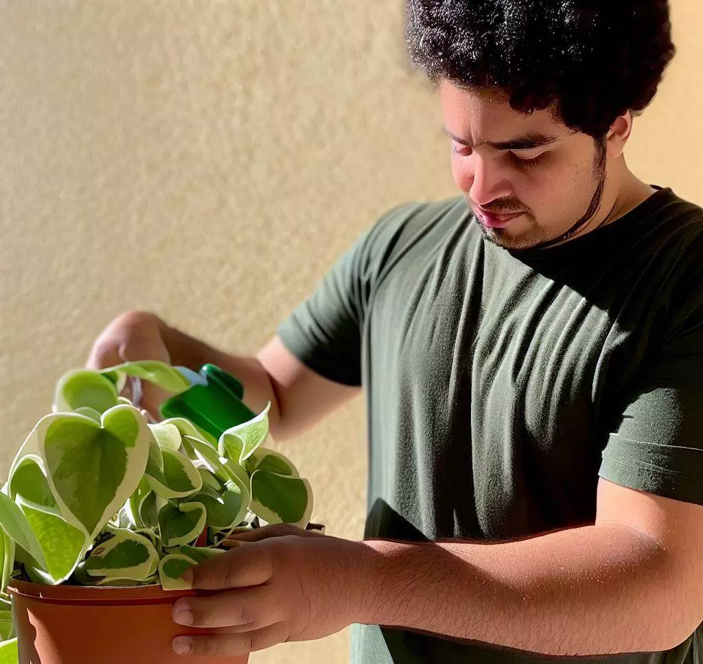 Growing and caring for Hoya Bilobata