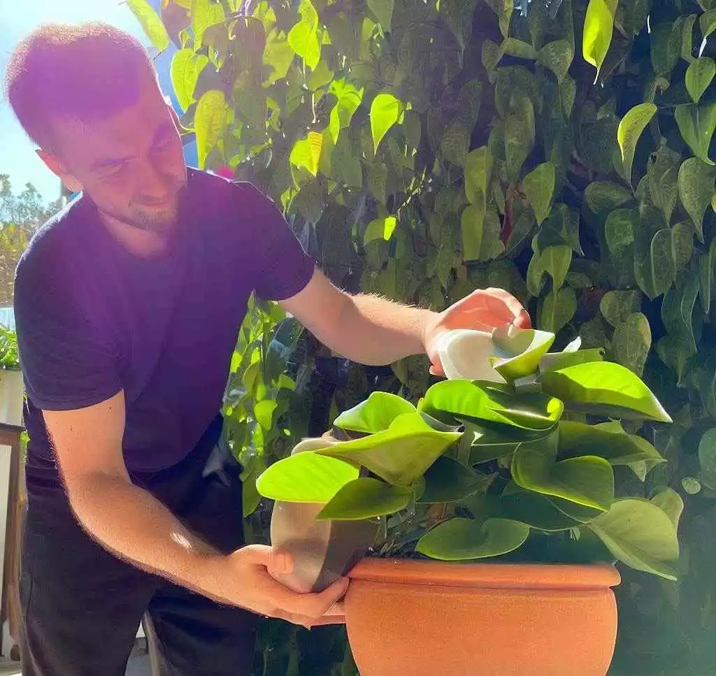 Growing and caring for Hoya Burtoniae