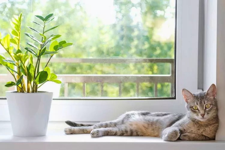 How ZZ plant toxins affect cats 