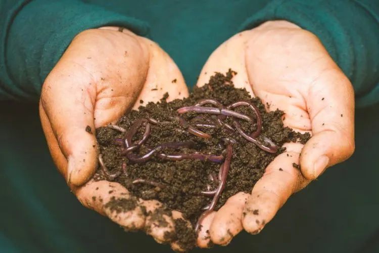 How to Get Rid of Worms in Potted Plants