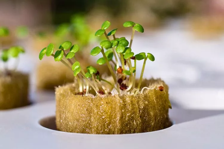 How to Reuse Rockwool for Hydroponics