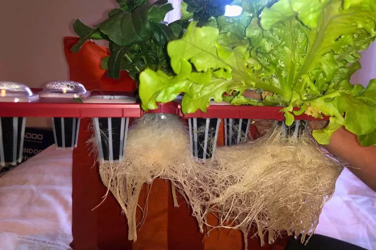 How to Trim Roots in Hydroponics