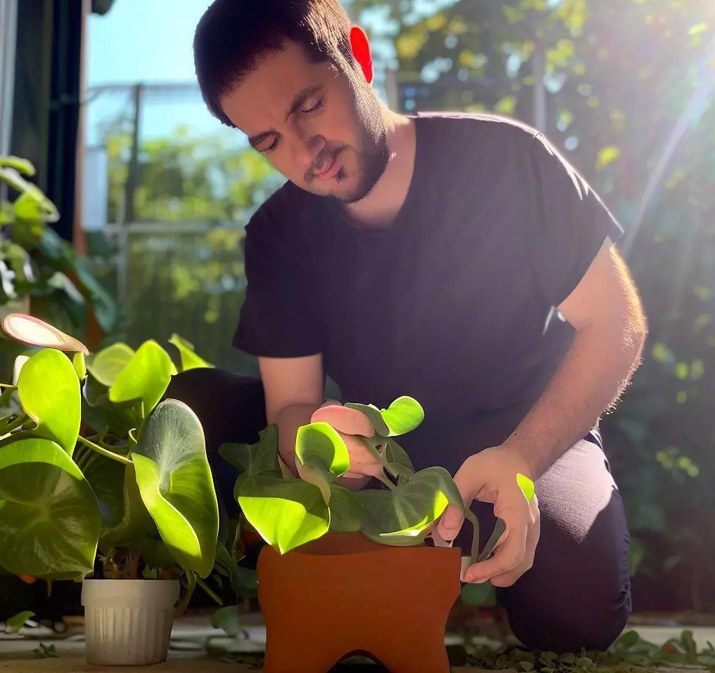 How to propagate Hoya Burtoniae and Bilobata