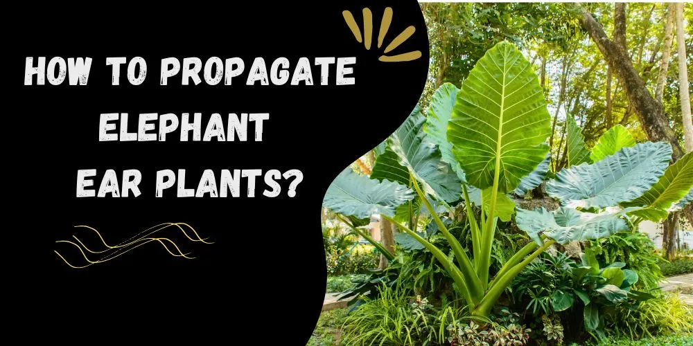 How to propagate elephant ear plants