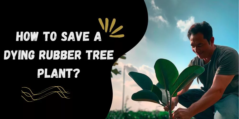 How to save a dying rubber tree plant