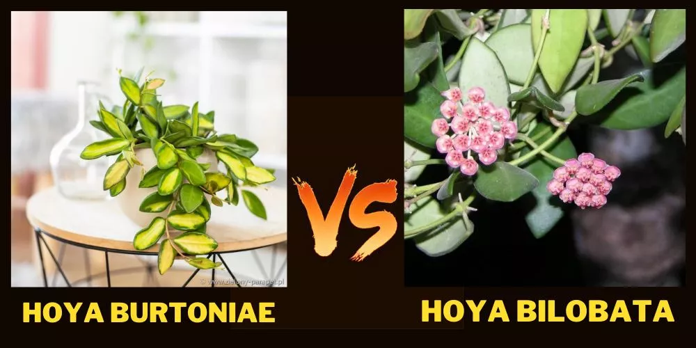 Hoya Burtoniae vs Bilobata