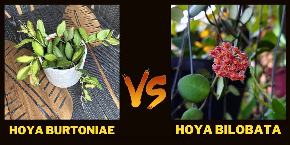 Hoya Burtoniae vs Bilobata