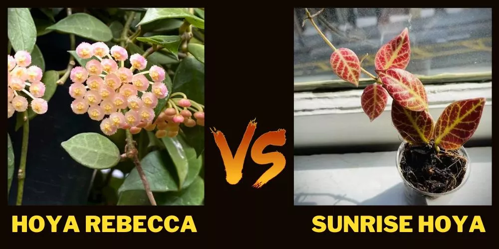 Hoya Rebecca vs Sunrise