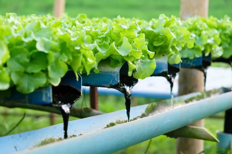 In what settings can hydroponics be used