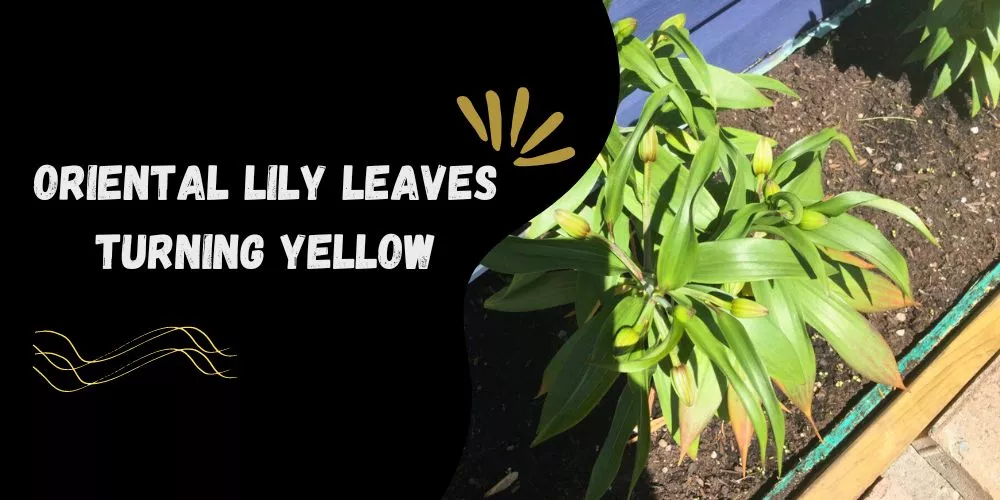 Oriental lily leaves turning yellow