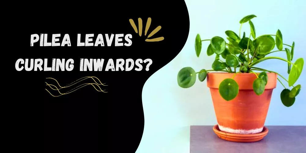 Pilea leaves curling inwards