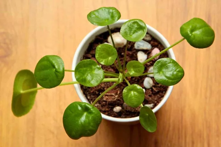 Pilea leaves curling inwards