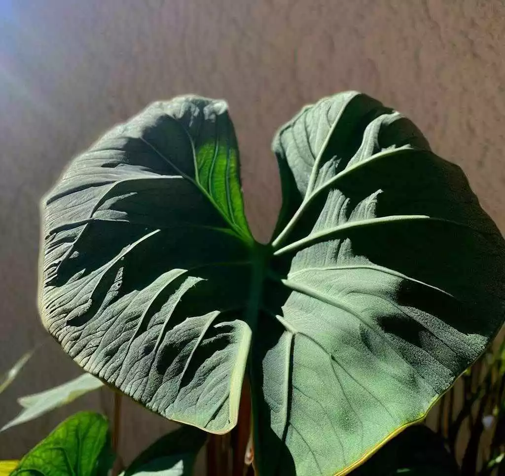 Preventing a Drooping Elephant Ear Plant