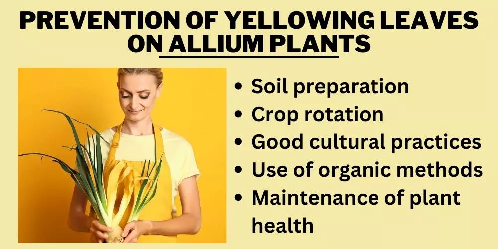 Prevention of Yellowing Leaves on Allium Plants