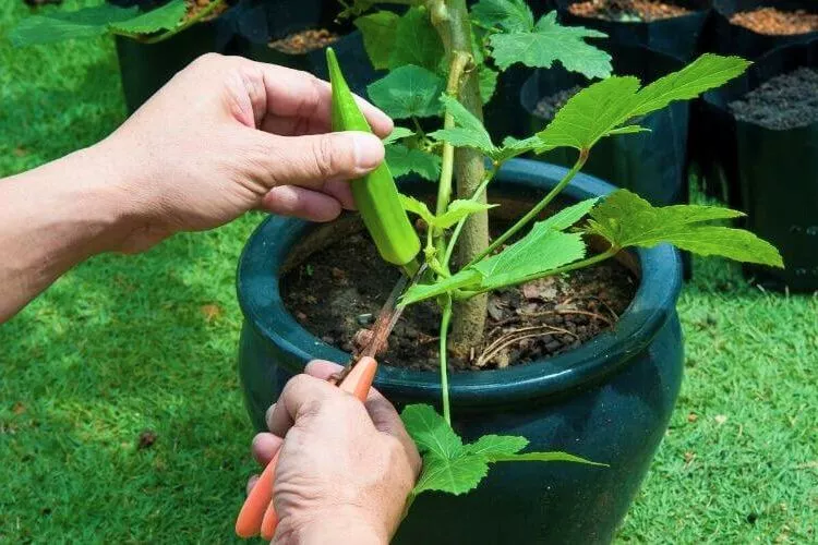 Prevention of Yellowing of Okra Leaves