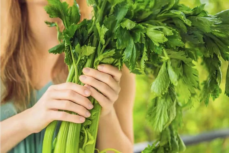 Regularly check for celery pests and diseases