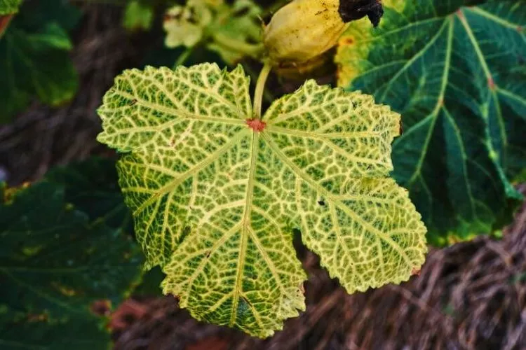 Remedies for Yellowing of Okra Leaves