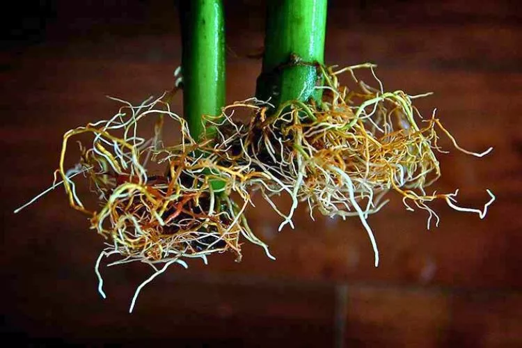 Root Trimming in Hydroponics