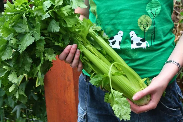 Rotate celery crops