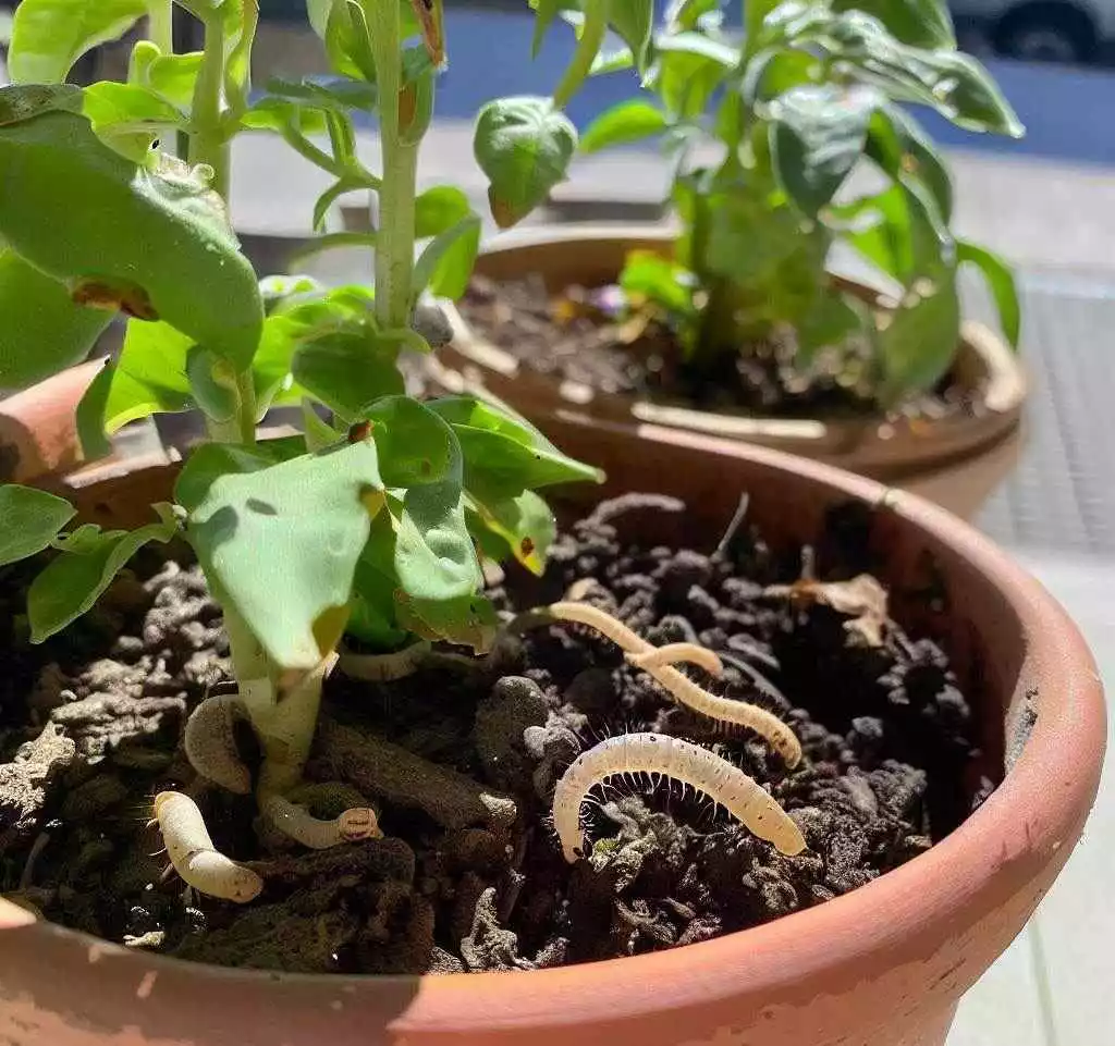 Signs of Worm Infestation in Potted Plants 