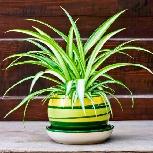 Spider plant 