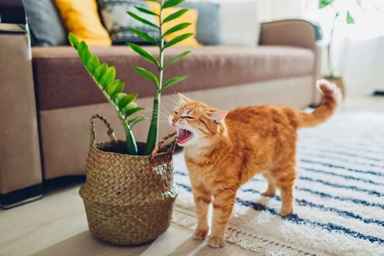 Symptoms of ZZ plant poisoning in cats 