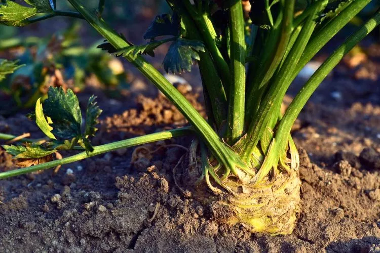 Water the plant after harvesting