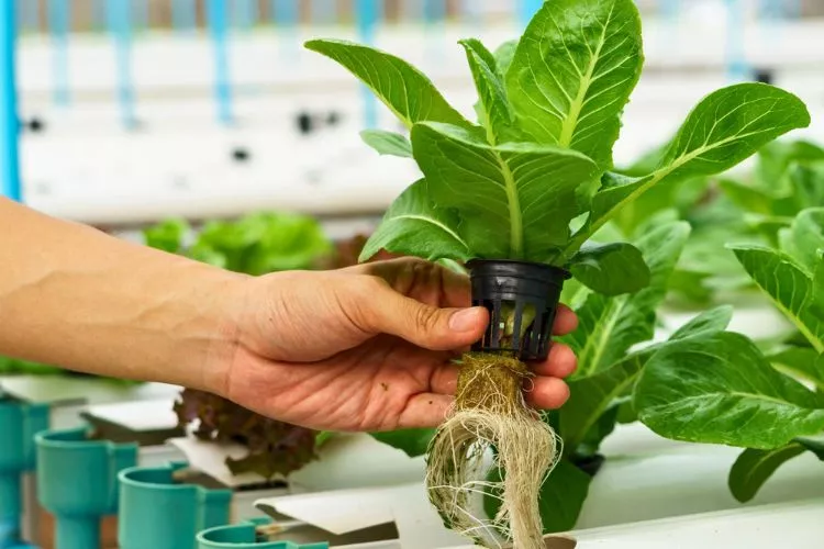 What is the Fastest Growing Plant in Hydroponics