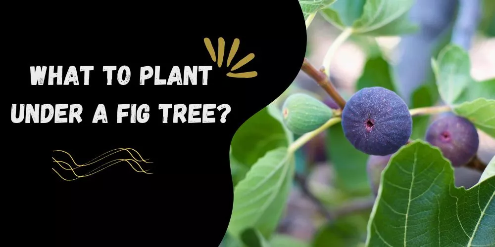 What to plant under a fig tree