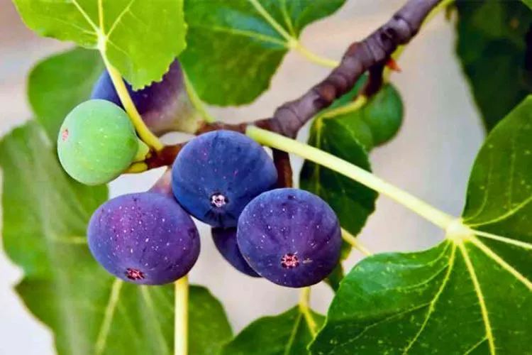 What to plant under a fig tree