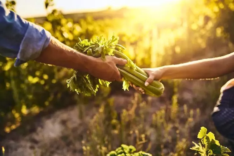 When to harvest celery