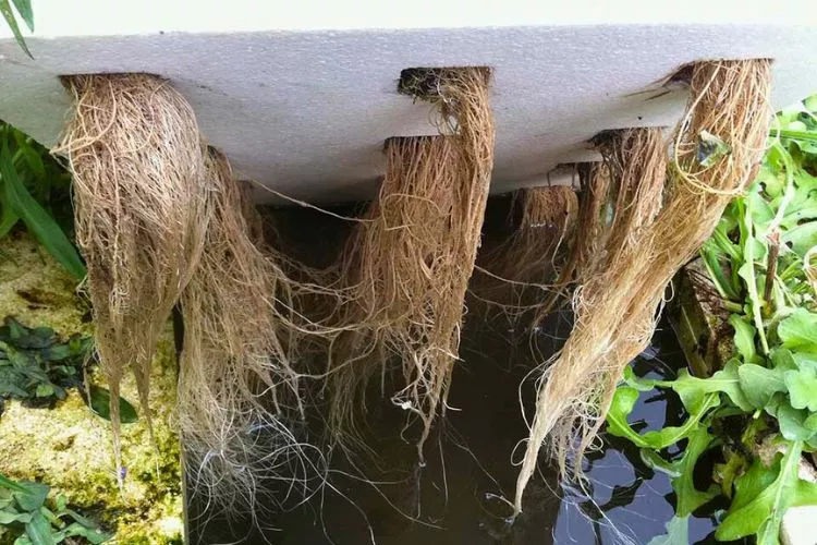 When to trim roots in hydroponics