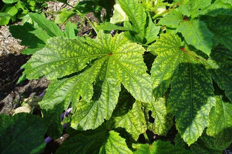 Why Are My okra leaves turning yellow