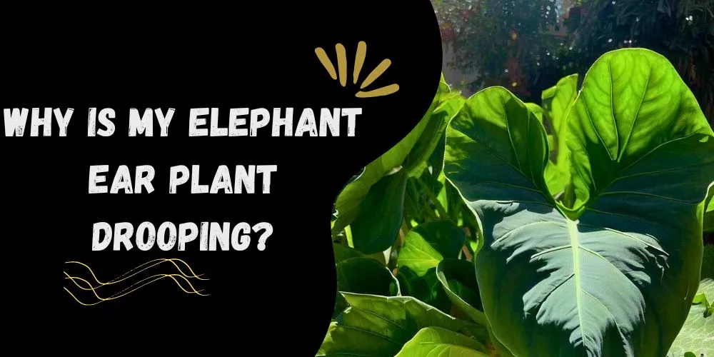 Why Is My Elephant Ear Plant Drooping