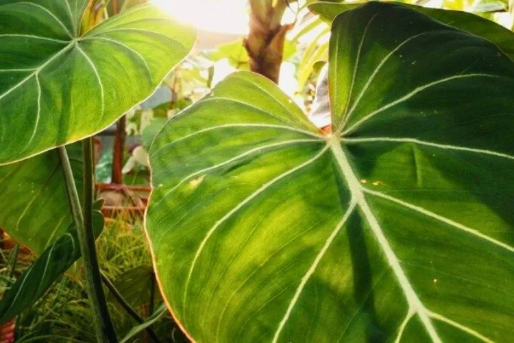 Why Is My Elephant Ear Plant Drooping