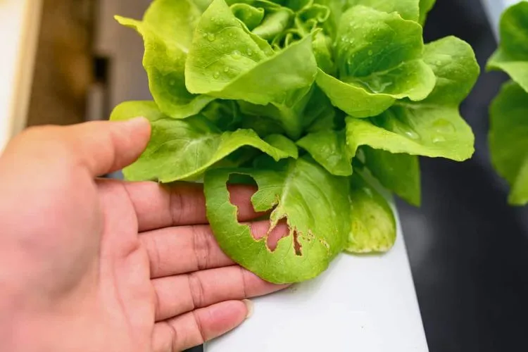 Why are my hydroponic plants wilting