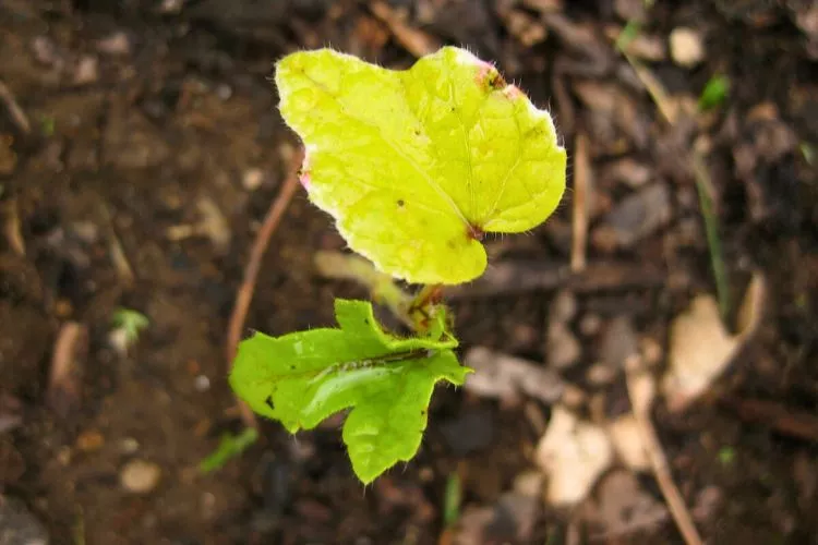 Yellowing of leaves