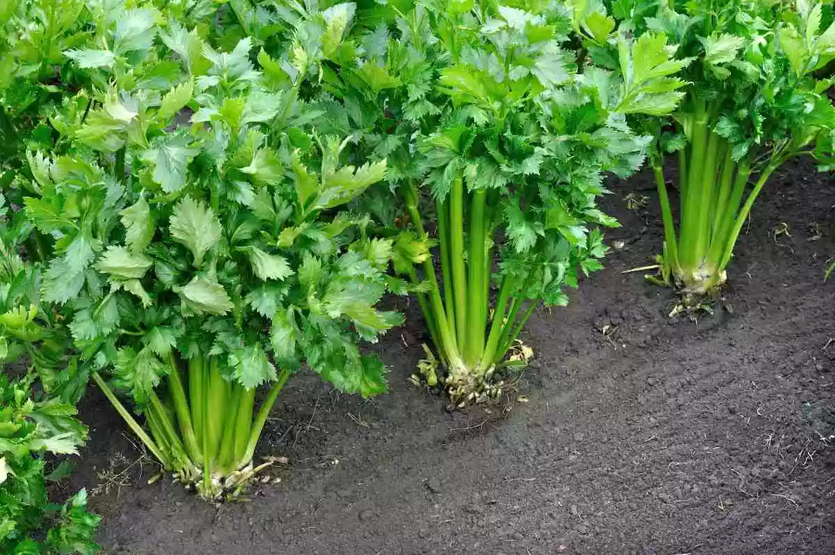 how to harvest celery without killing the plant