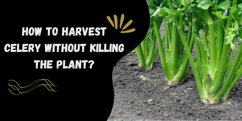 how to harvest celery without killing the plant