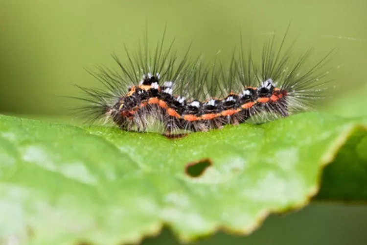 Are black and orange caterpillars poisonous