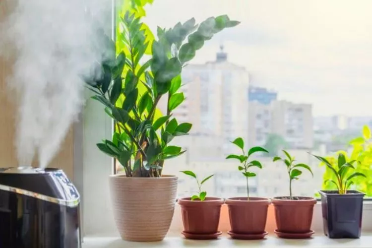 Can a diffuser be used as a humidifier for plants