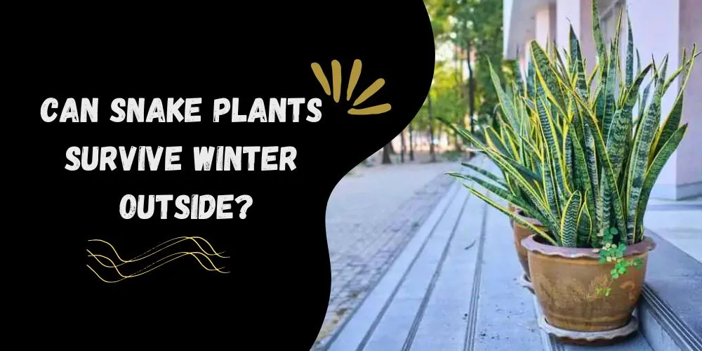 Can snake plants survive winter outside