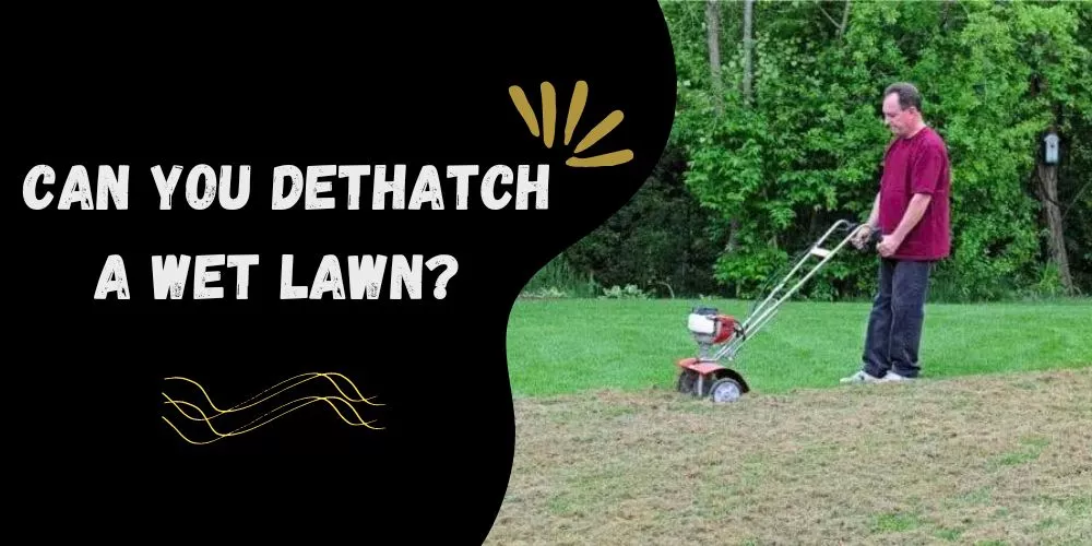 Can you dethatch a wet lawn