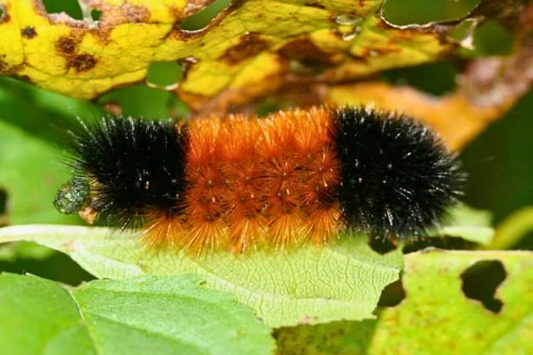 Comparison with other caterpillar species 