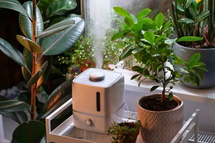 Effectiveness of Diffusers in Humidifying Plants 