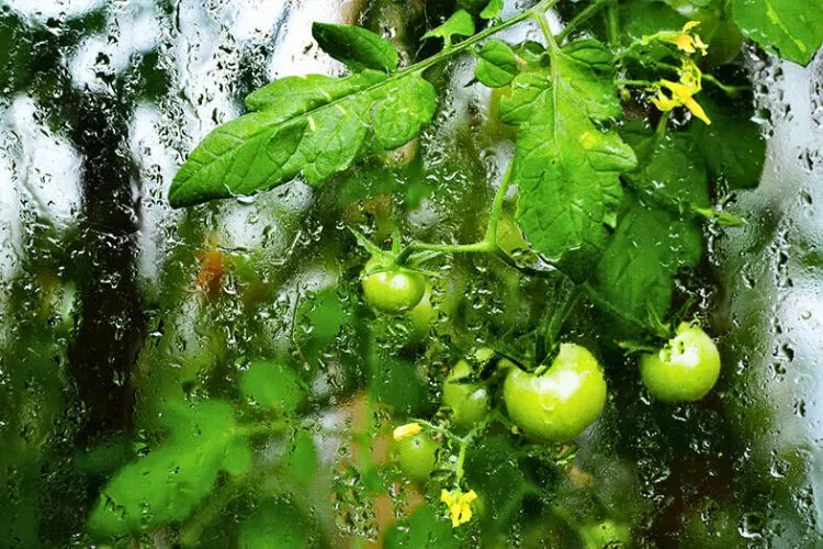 Factors Affecting Humidity Levels for Plants 