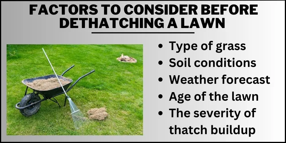 Factors to consider before dethatching a lawn 