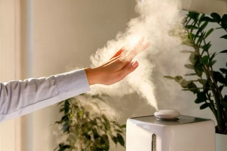 How to Use a Diffuser as a Humidifier for Plants 