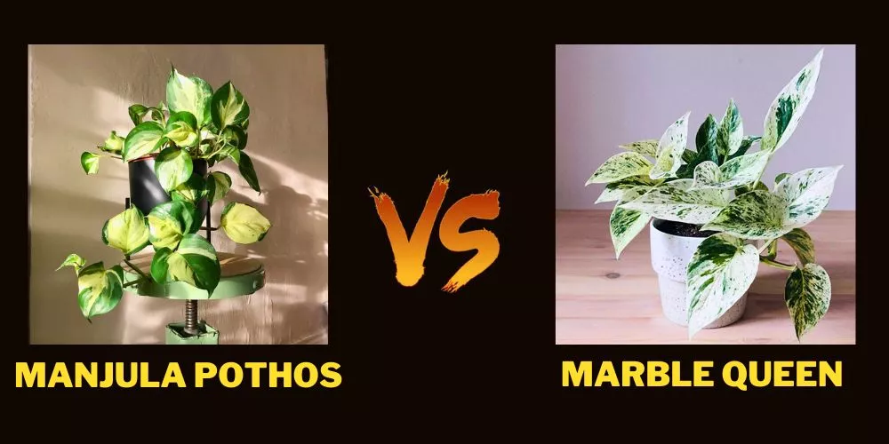 Manjula Pothos vs Marble Queen